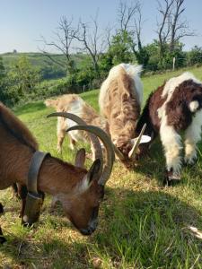 Campings ferme de castel pouzouilh : photos des chambres