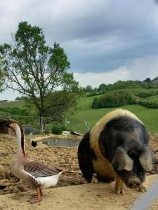 Campings ferme de castel pouzouilh : photos des chambres