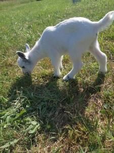 Gîte au Domaine des charmes