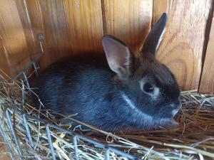 Statek Straňovice Apartmán 2 velký