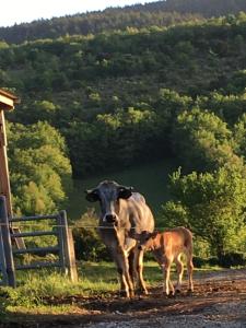 B&B / Chambres d'hotes Gite de la Bastide - Cabania Pays Cathare : photos des chambres