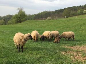 Farma Malenice