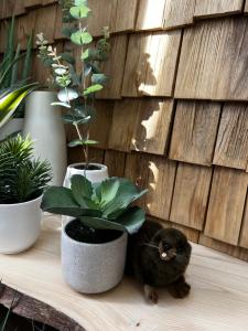 Appartements Castor Coquin Aubagne Cassis Aix en Provence : photos des chambres