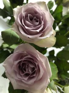 Bredsjö Gamla Herrgård White Dream Mansion