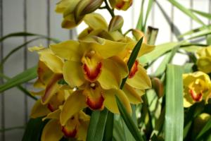 Orchid House - T1 Apartment