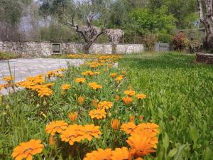 Captain Alex Villa 1