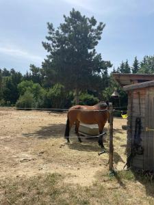 Tentes de luxe Roulotte en bois Sud France : photos des chambres