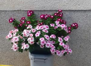 Apartments and Rooms Antee