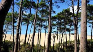 Maisons de vacances Maisonnette bois flottes : photos des chambres