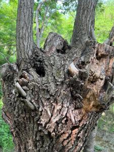 Deleni Retreat - Bungalow Ania