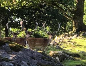 Ulvereds Hjorthägn - Camp Mayfly
