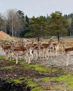 Ulvereds Hjorthägn - Camp Mayfly