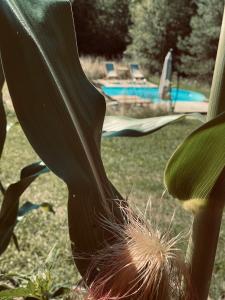 Boutique Glamping Divja DiVine