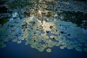 Pikol Lake Village Wine Estate