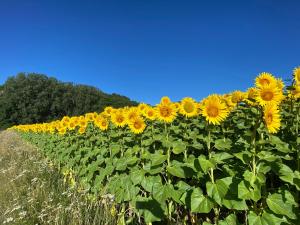 Maisons de vacances Gite Wildflower Lane : photos des chambres