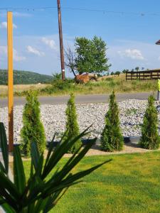 Prestige by Privilege Felix