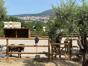 Maisons de vacances La Bastide de Jean Maison de charme dans un domaine equestre prive : photos des chambres