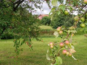 Agroturystyka Pod Dębem
