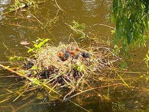 Vakantiehuisje Makkum NL - T11