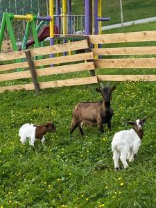 Apartments Laura FARM STAY