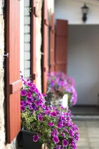 Ferienwohnung Vogelschar Urlaub auf dem Lebenshof - Kiebitz