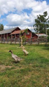 Boende på gård i Kolmårdens skogar