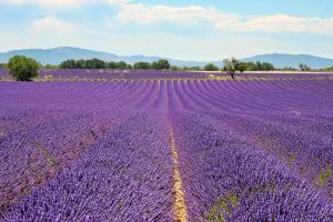 Appartements Bienvenue au Dourmidou en Provence ! : photos des chambres
