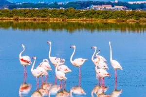 Maisons de vacances Mobil-Home OuiReves 529 face a la Mediterranee : photos des chambres