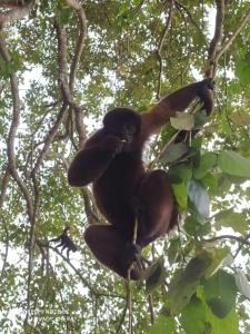 Jacamar Lodge Expeditions