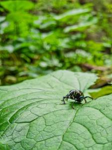 Apartmán STRÖMY Demänovská dolina
