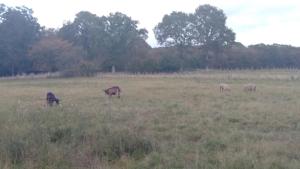 Maisons de vacances Grande Maison de plain pied avec jardin arbore. : photos des chambres