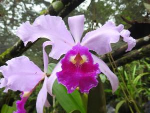 Cucú Ardilla Vivienda Campestre en Pance