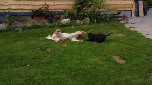 Agroturystyka Pod Kogutem