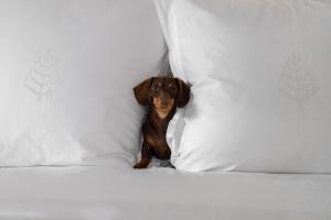 Four Seasons Hotel Mexico City