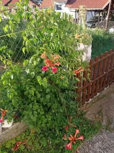 Apartman 2 - Bukovik