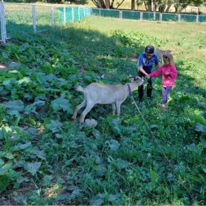 Apartments Javorje Zabljak