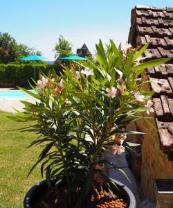 Maisons de vacances Le Clos de la Musardise - Gites de Charme avec Piscine Chauffee : photos des chambres