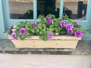 Sea Haze Charlestown