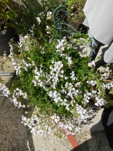 Sejours chez l'habitant Chambre vue sur La Sorgue : photos des chambres