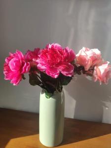 Appartements Les Coquelicots : photos des chambres