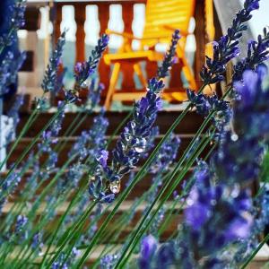 Chalets Le Bois des Neiges Charmant chalet authentique a 5 mn de Gerardmer : photos des chambres