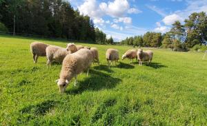 Boende på gård i Kolmårdens skogar