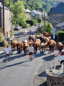 Maisons d'hotes Au coeur du Volcantal : photos des chambres