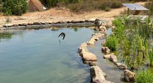 ecoVita agri-glamping img21