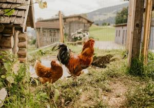 HOFERHOF Schladming -Dachstein
