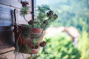 Appartements Tournette Montagnes et Lacs : photos des chambres