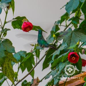 Saska Boutique Hotel