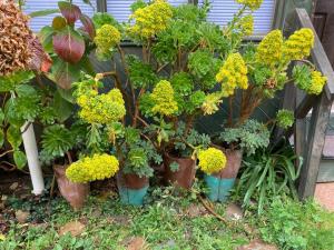 Cabaña "Loft Camino a Punta de Lobos"