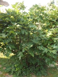 HELIOS Hotel Apartments