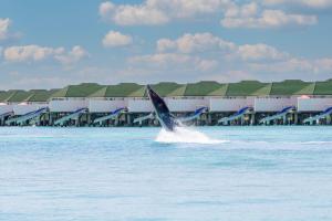 Siyam World Maldives - 24-Hour Premium All-inclusive with Free Transfer